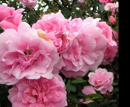 Роза John Davis в каталоге СЦ Корекозево