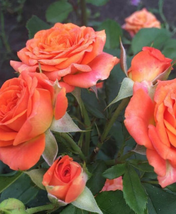 Роза Kelly в каталоге СЦ Корекозево