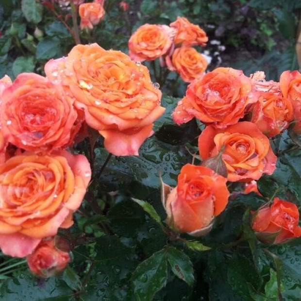 Фото 2. Роза 