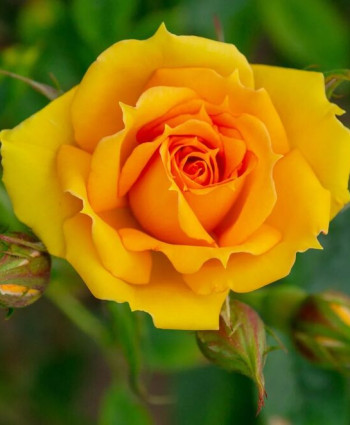 Роза Kerio в каталоге СЦ Корекозево