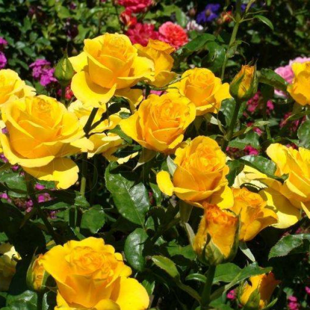 Фото 4. Роза 