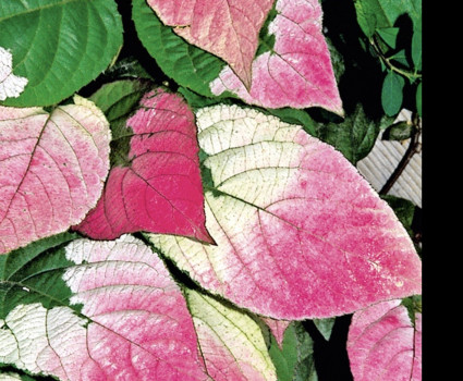 Актинидия «Адам» в каталоге СЦ Корекозево