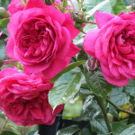 Миниатюра 1. Роза 