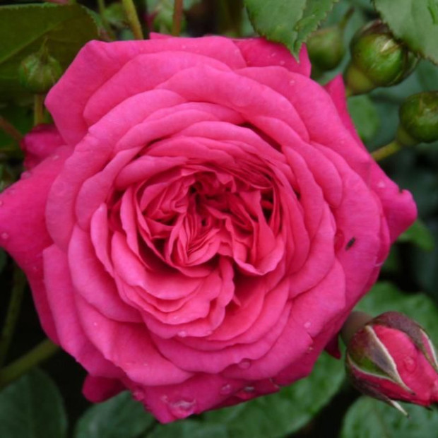 Фото 2. Роза 