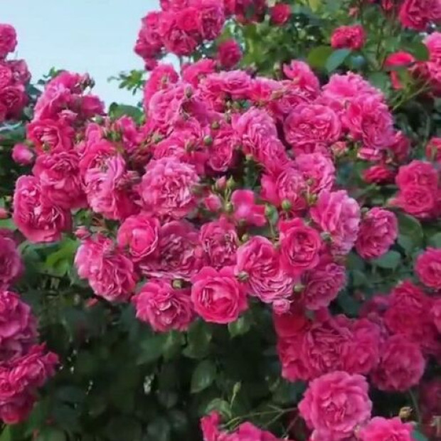 Фото 3. Роза 