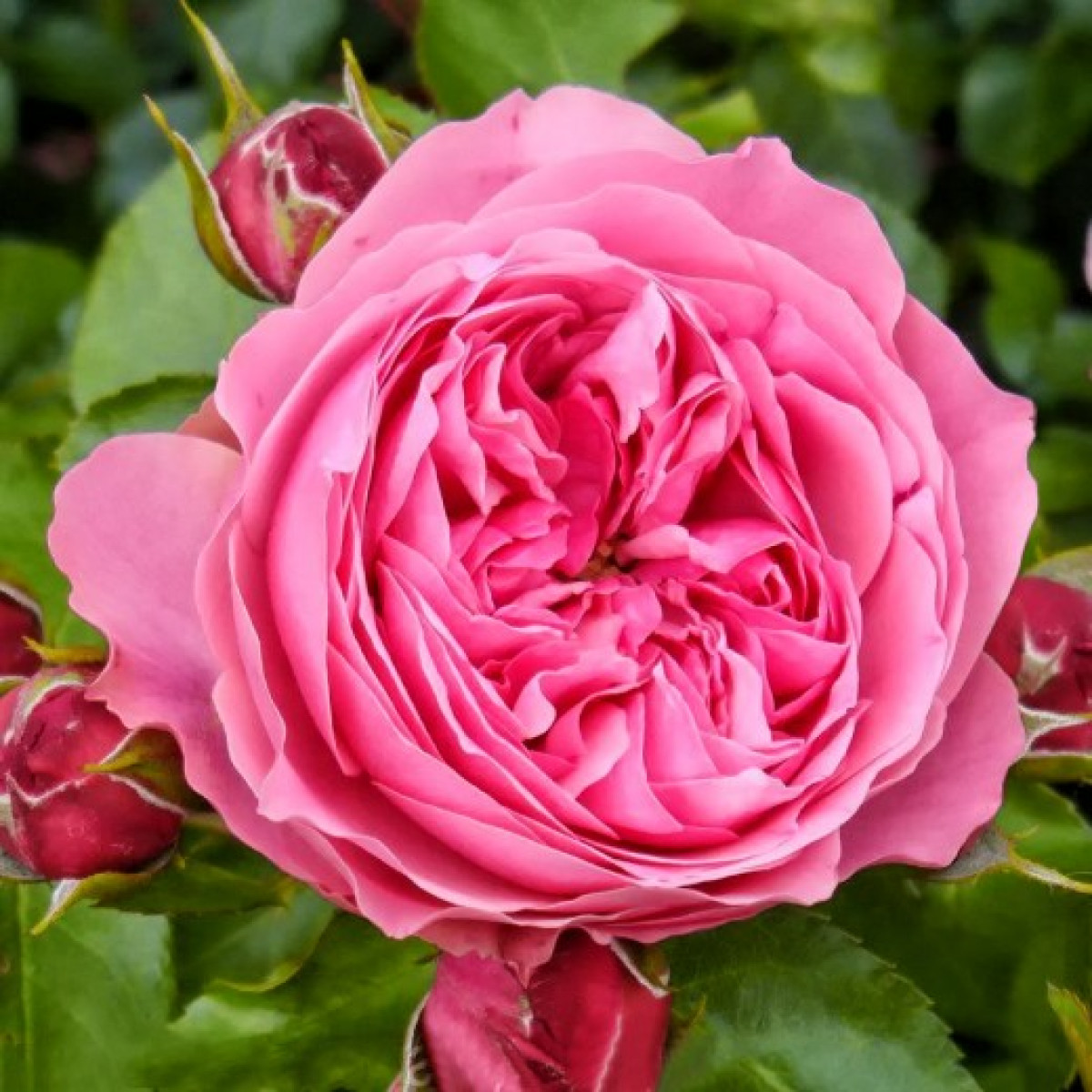 Роза Leonardo da Vinci в каталоге СЦ Корекозево