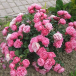 Миниатюра 3. Роза 