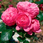 Миниатюра 4. Роза 