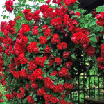 Миниатюра 1. Роза 