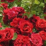 Миниатюра 4. Роза 