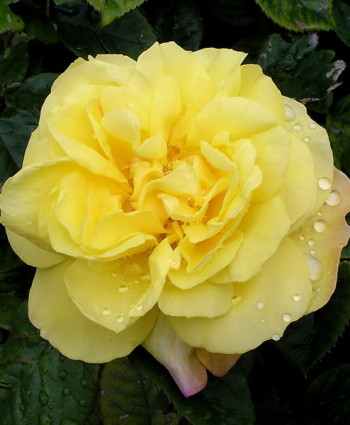 Роза Lichtkonigin Lucia в каталоге СЦ Корекозево