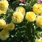 Миниатюра 3. Роза 