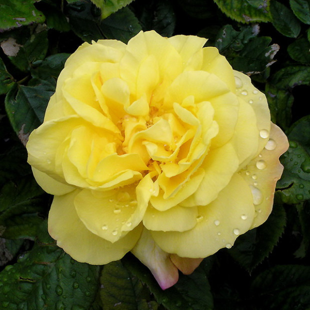 Фото 1. Роза 