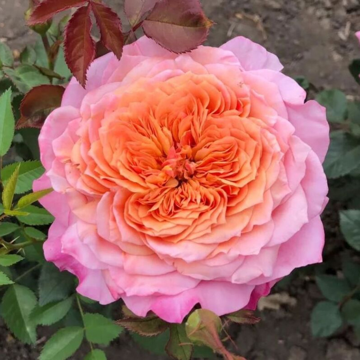 Роза Miyabi в каталоге СЦ Корекозево