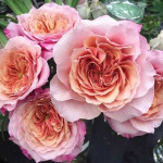 Миниатюра 2. Роза 