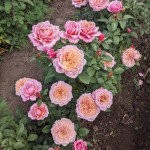 Миниатюра 4. Роза 