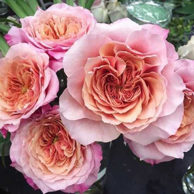 Фото 2. Роза 