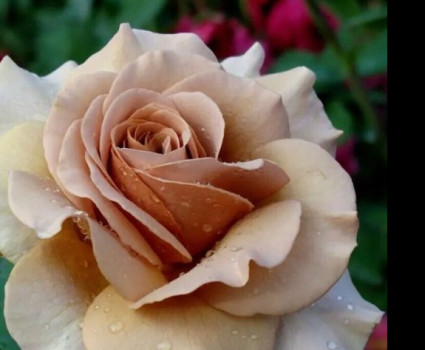 роза Mokarosa в каталоге СЦ Корекозево