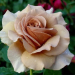 Миниатюра 1. роза 