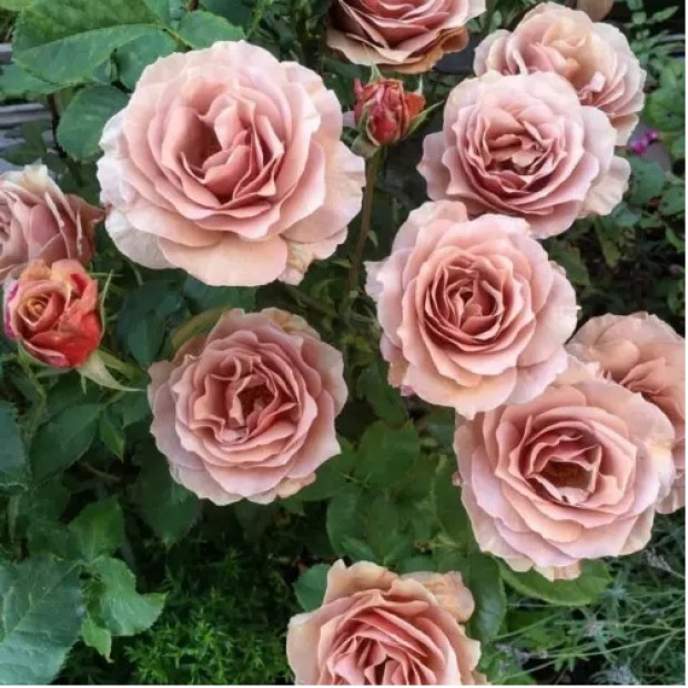 Фото 2. роза 