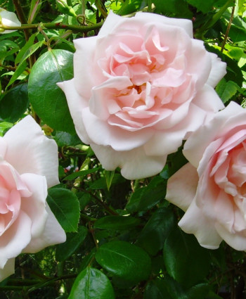 Роза New Dawn в каталоге СЦ Корекозево