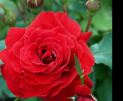 Роза Nina Weibull в каталоге СЦ Корекозево