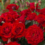 Миниатюра 2. Роза 