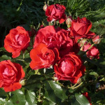 Миниатюра 3. Роза 