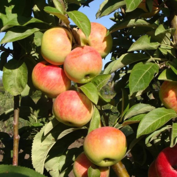 Фото 1. Яблоня колоновидная «Луч» в каталоге СЦ Корекозево