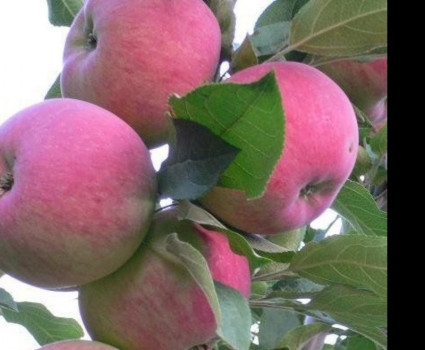 Яблоня «Мантет» в каталоге СЦ Корекозево