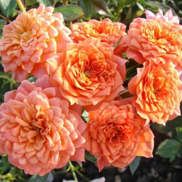 Фото 1. Роза 