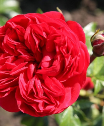 Роза Out of Rosenheim в каталоге СЦ Корекозево