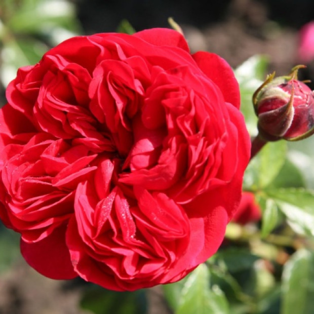 Фото 1. Роза 