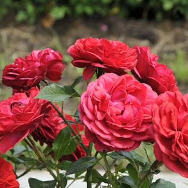 Фото 3. Роза 