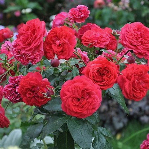 Фото 4. Роза 