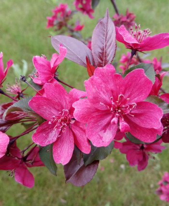 Яблоня «Недзвецкого» в каталоге СЦ Корекозево