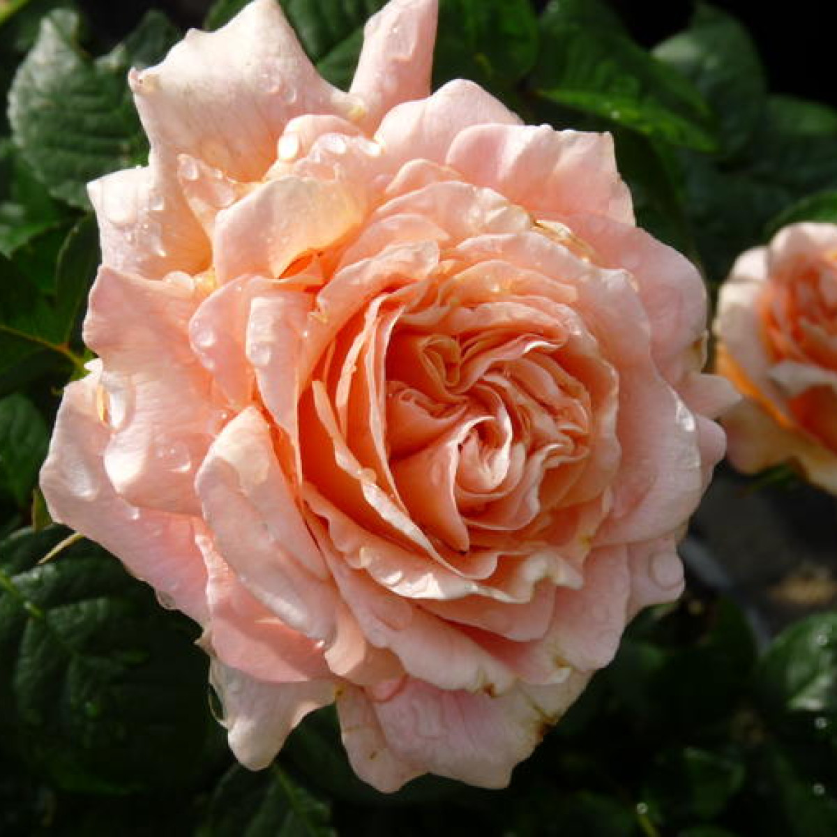 Роза Polka в каталоге СЦ Корекозево