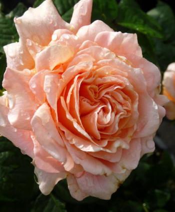 Роза Polka в каталоге СЦ Корекозево