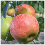 Миниатюра 1. Яблоня «Орлинка» в каталоге СЦ Корекозево