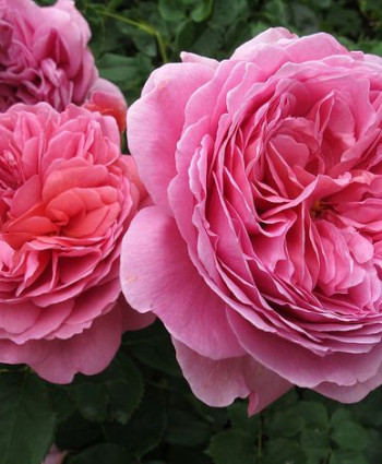 Роза Princess Alexandra of Kent в каталоге СЦ Корекозево