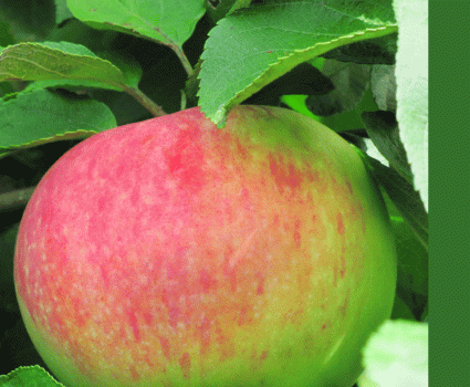 Яблоня «Орловим» в каталоге СЦ Корекозево