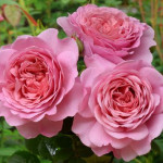 Миниатюра 3. Роза 