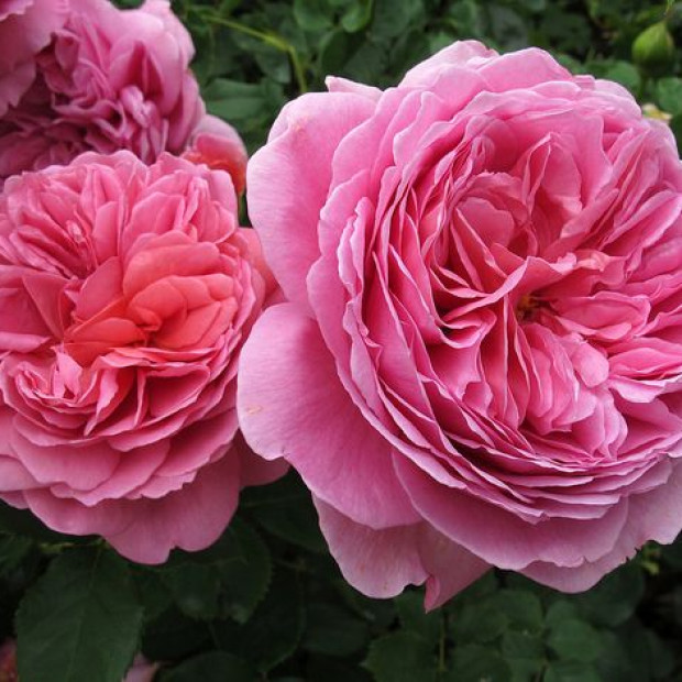 Фото 1. Роза 