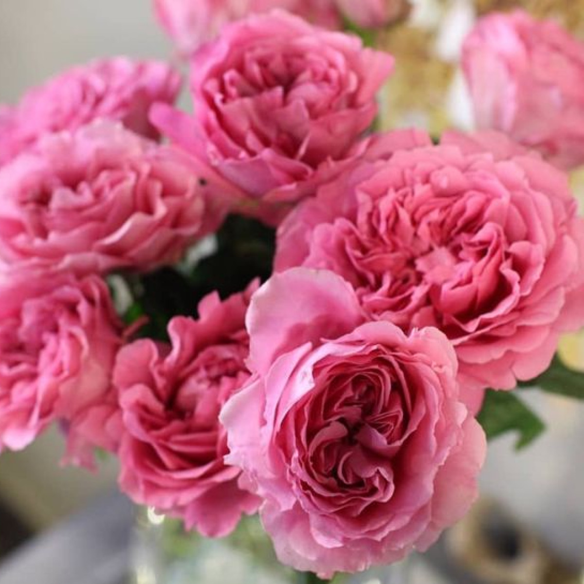 Роза Princess Meiko  в каталоге СЦ Корекозево