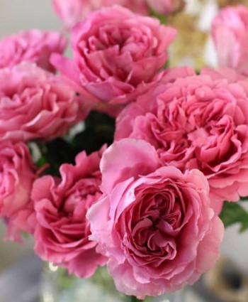 Роза Princess Meiko  в каталоге СЦ Корекозево