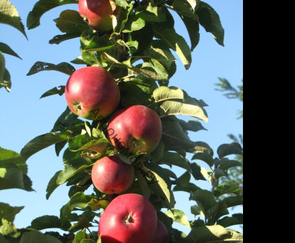 Яблоня колоновидная «Пьедестал» в каталоге СЦ Корекозево
