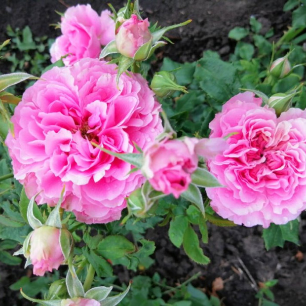 Фото 3. Роза 