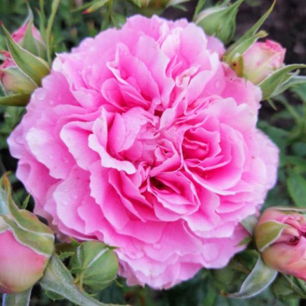 Фото 4. Роза 