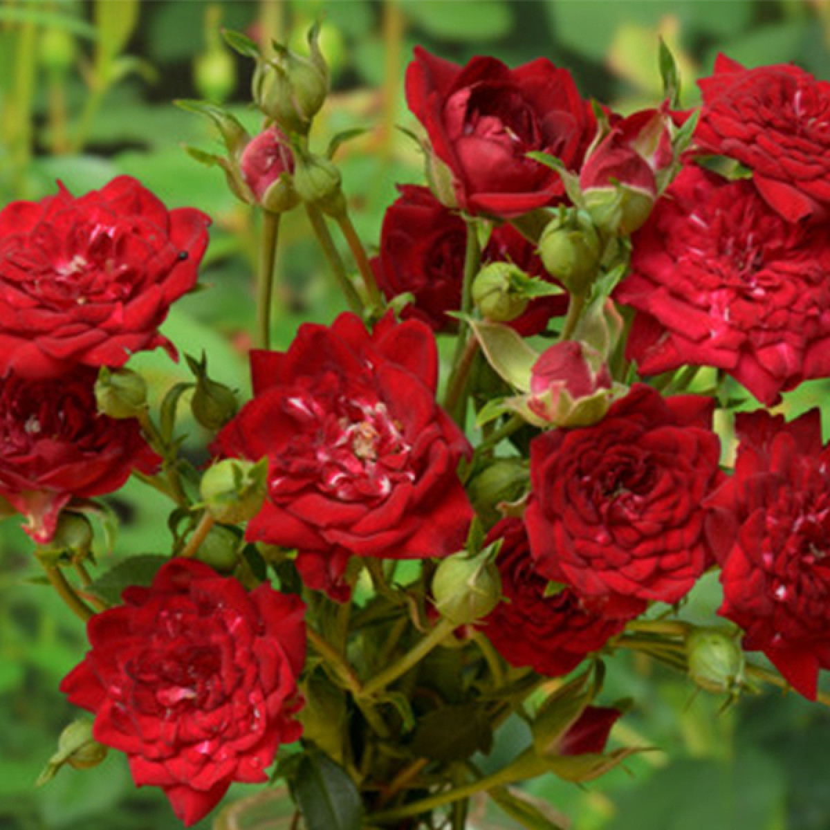 Роза Red Cascade в каталоге СЦ Корекозево