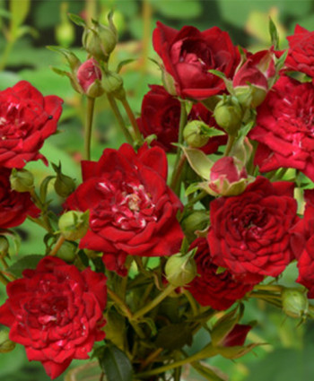 Роза Red Cascade в каталоге СЦ Корекозево